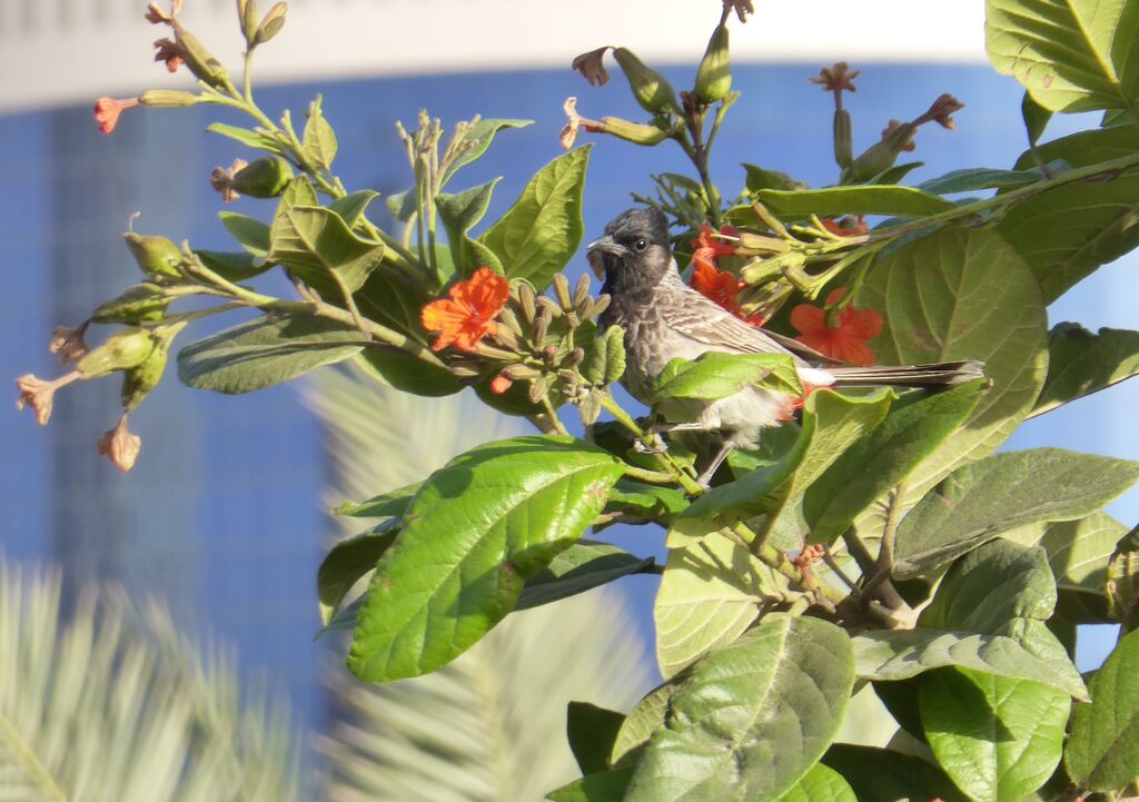 Bulbul à ventre rouge