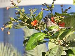 Red-vented Bulbul