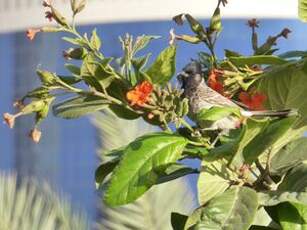 Bulbul à ventre rouge