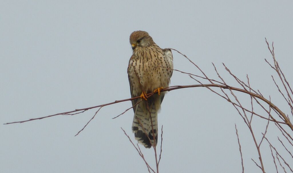 Common Kestrel