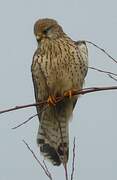 Common Kestrel