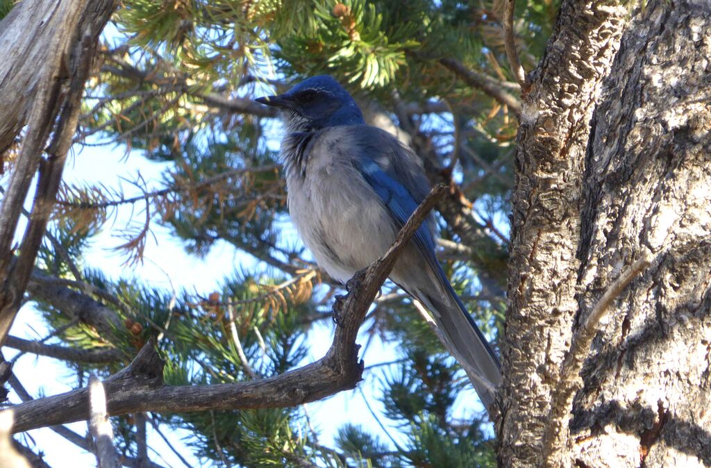 Woodhouse's Scrub Jayadult