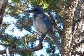 Woodhouse's Scrub Jay