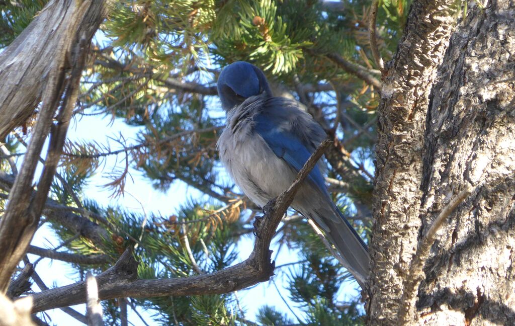 Woodhouse's Scrub Jay