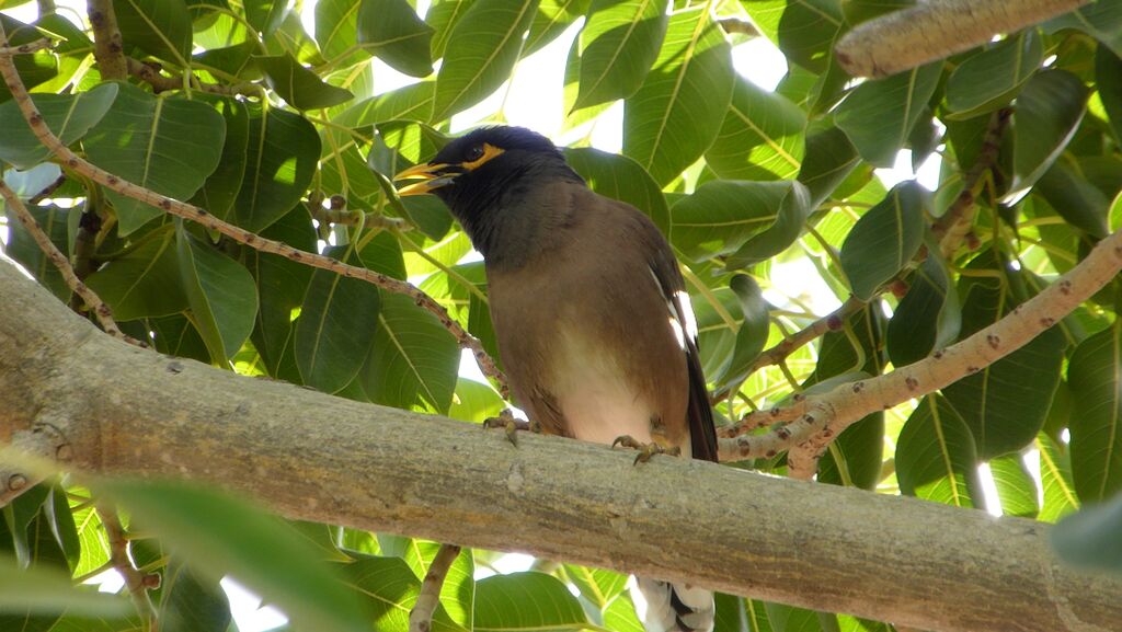 Common Myna