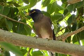 Common Myna