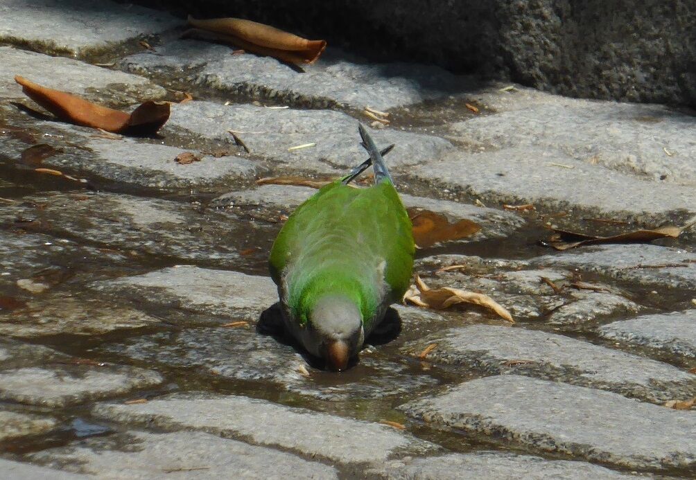 Monk Parakeet