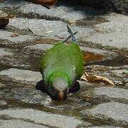 Monk Parakeet