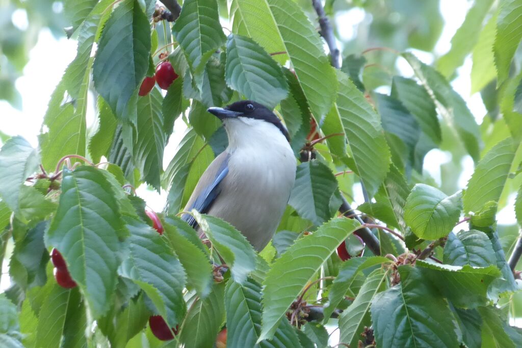 Iberian Magpie