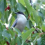 Iberian Magpie