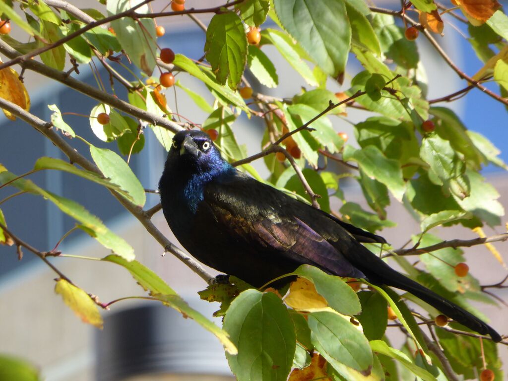 Common Grackleadult