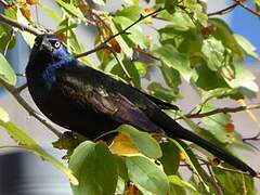 Common Grackle