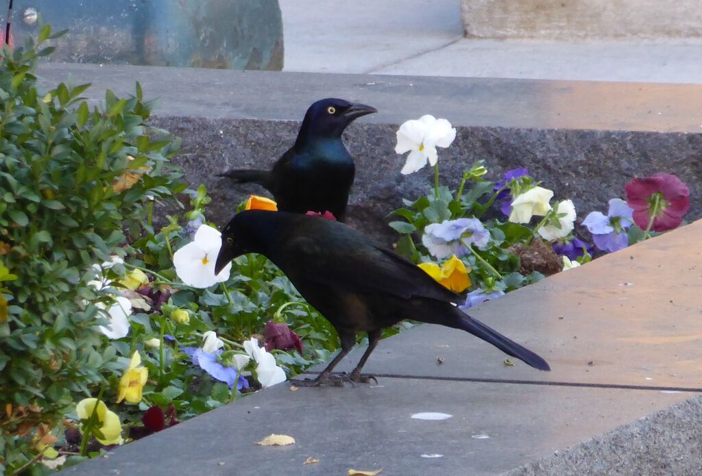 Common Grackle