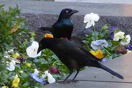 Common Grackle