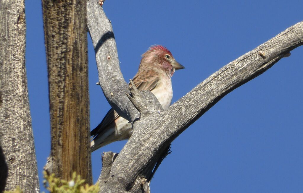 Cassin's Finch