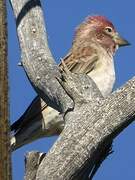 Cassin's Finch