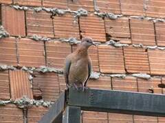 Laughing Dove