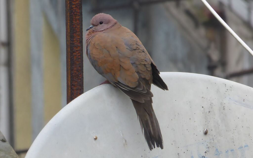 Laughing Dove