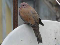 Laughing Dove