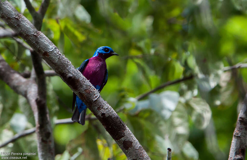 Purple-breasted Cotinga male adult, habitat, pigmentation