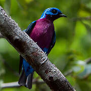 Purple-breasted Cotinga