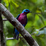 Cotinga de Daubenton