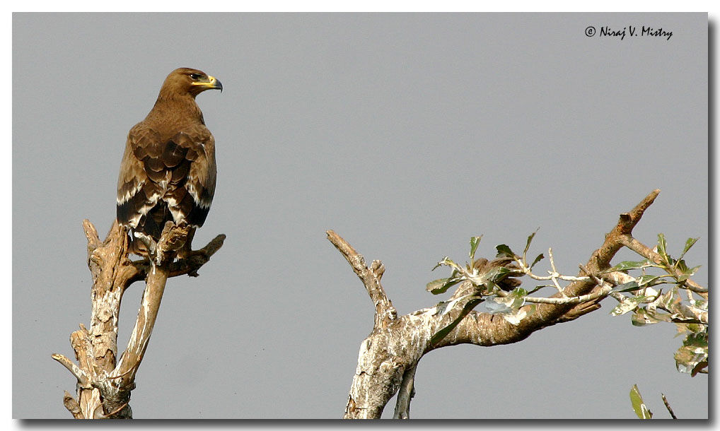 Steppe Eagle