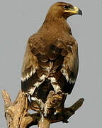 Steppe Eagle