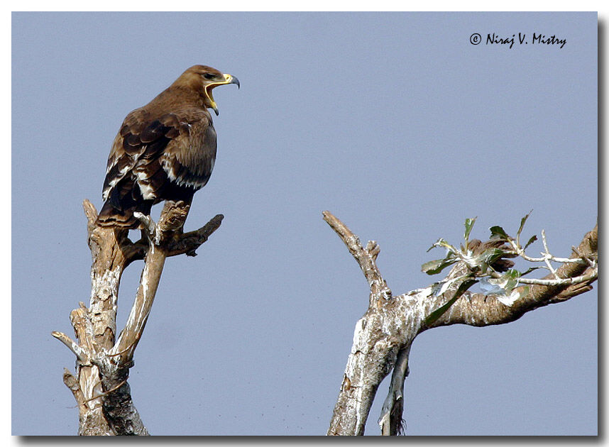 Aigle des steppes