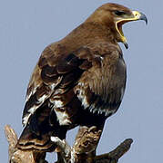 Steppe Eagle