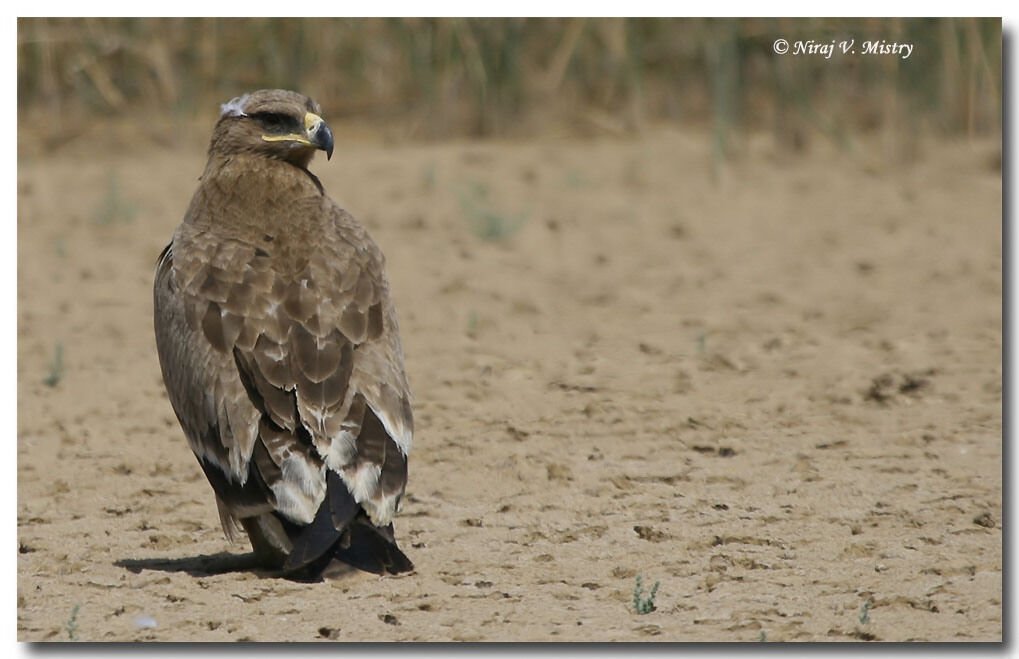 Aigle des steppes