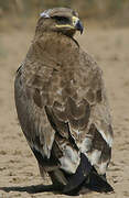 Steppe Eagle