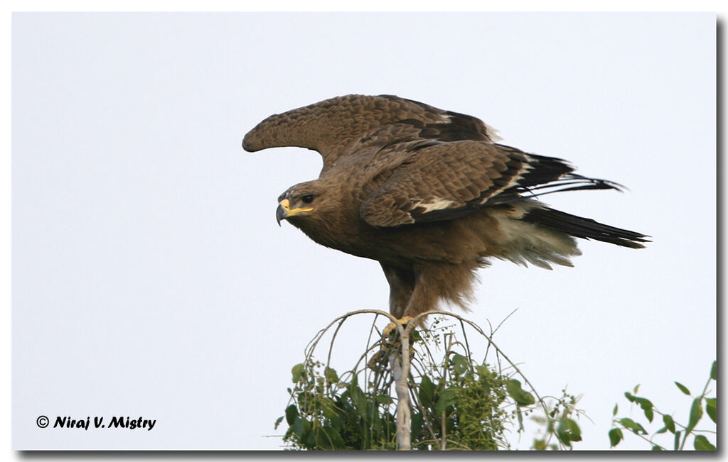 Steppe Eagle