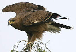 Steppe Eagle