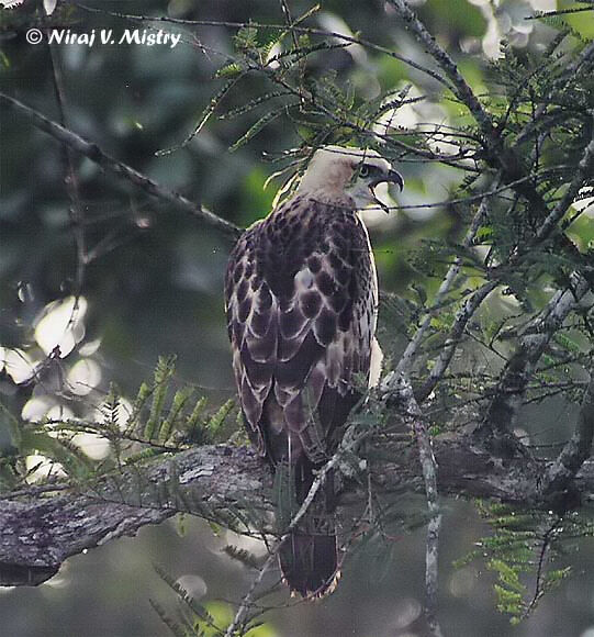 Changeable Hawk-Eagle