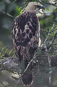 Changeable Hawk-Eagle