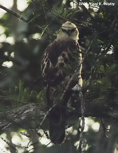 Changeable Hawk-Eagle