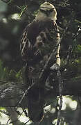 Aigle huppé