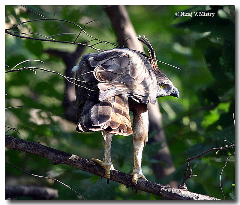 Changeable Hawk-Eagle