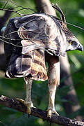 Changeable Hawk-Eagle