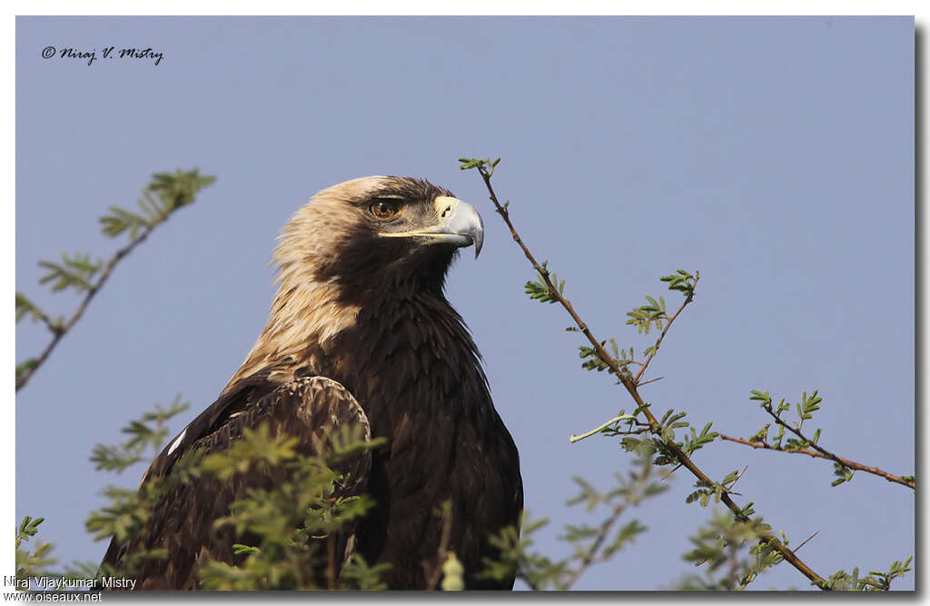 Aigle impérialadulte, portrait