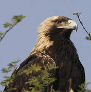 Eastern Imperial Eagle