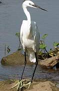 Aigrette garzette