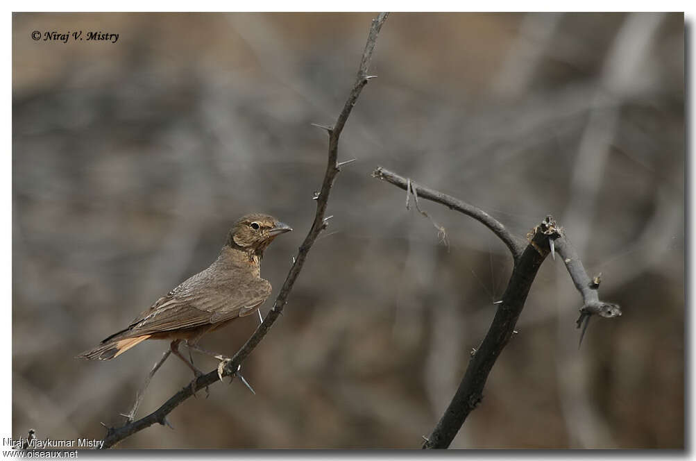 Rufous-tailed Larkadult, pigmentation, Behaviour