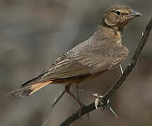 Rufous-tailed Lark