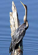 Oriental Darter