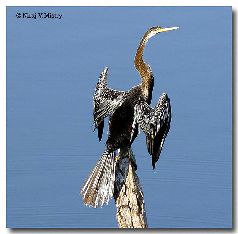 Oriental Darter