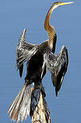 Oriental Darter