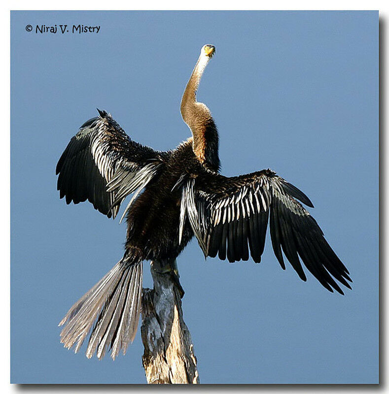 Oriental Darter