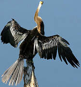 Oriental Darter